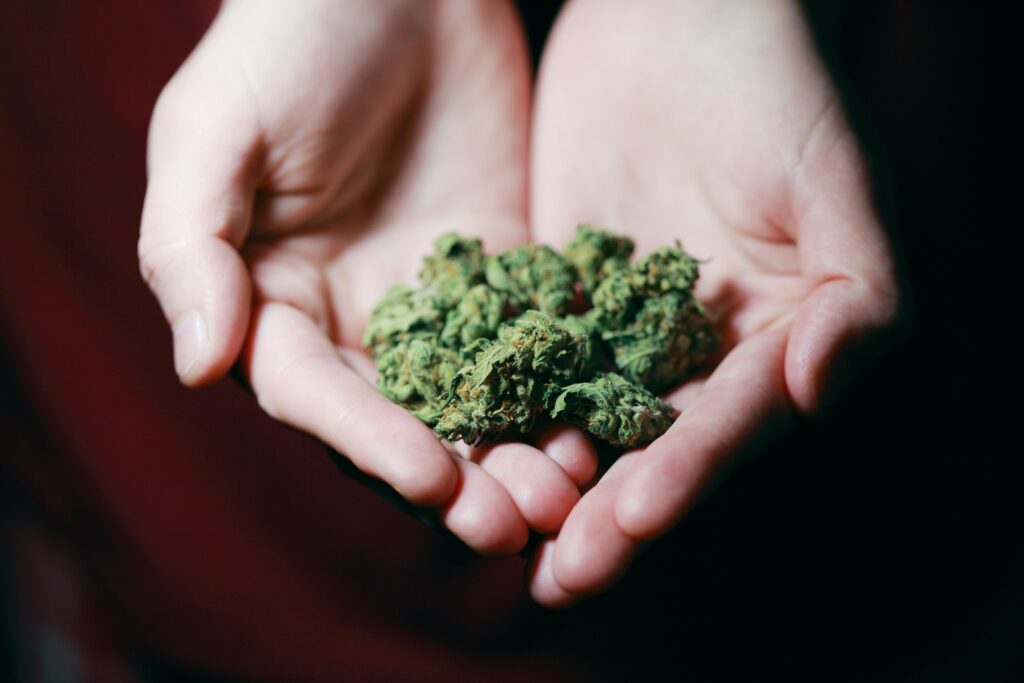 pexels-photo-3676962-3676962 Close-up photo of hands gently holding marijuana buds, highlighting natural medicine.
